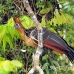 hoatzin_la_h_1012_ecu3082.jpg